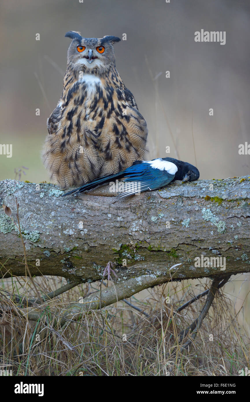 El águila búho euroasiático (Bubo bubo), hembra adulta con la presa, Euroasiático urraca (Pica pica), el Parque Nacional de Šumava, Sumava Foto de stock
