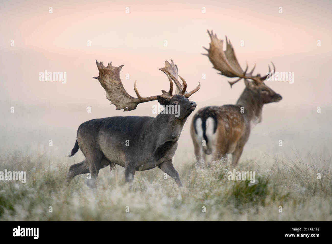 El gamo (Dama dama) Bucks, niebla, la luz de la mañana, Zelanda, Dinamarca Foto de stock