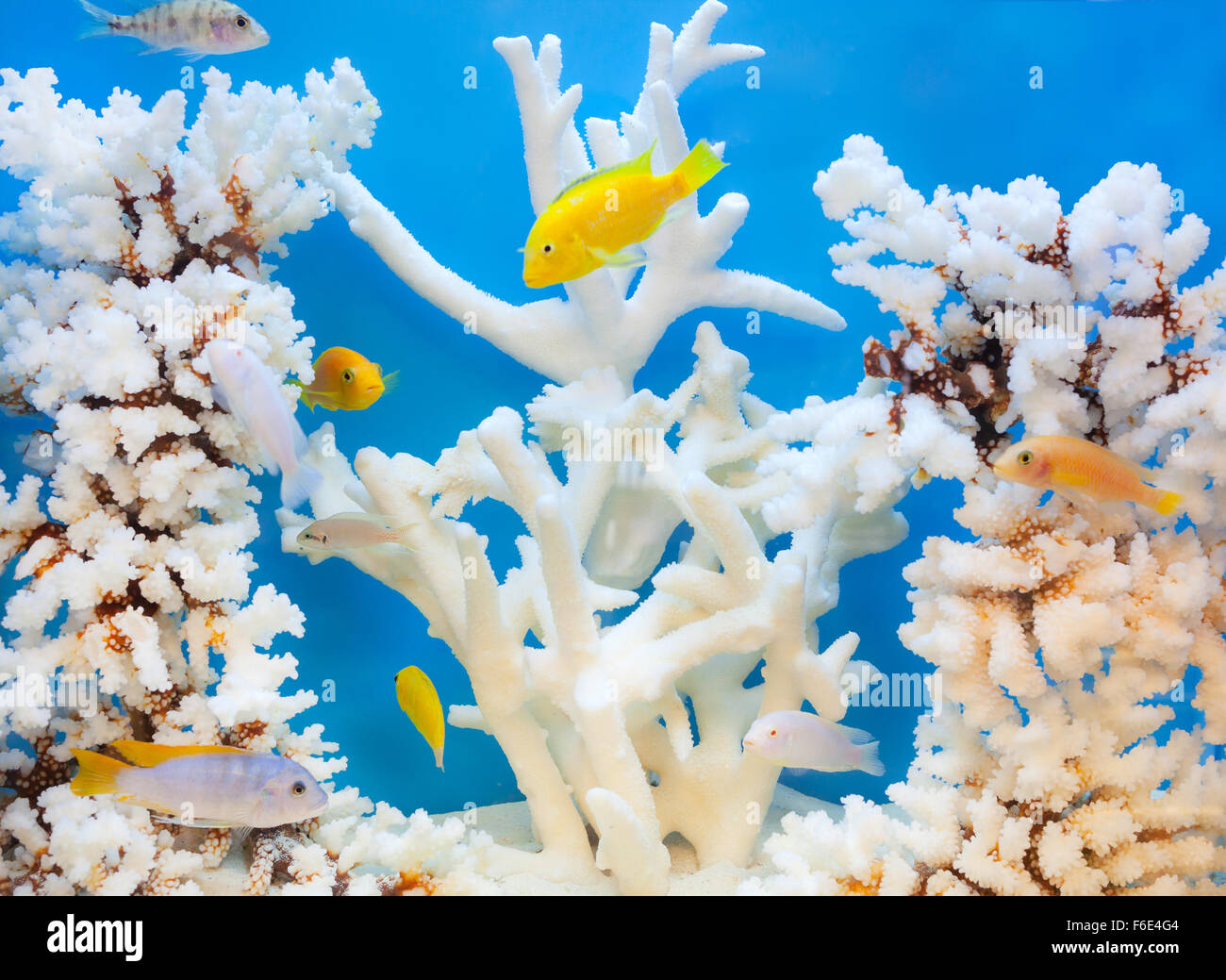 Hermoso acuario con peces y corales blancos. Foto de stock