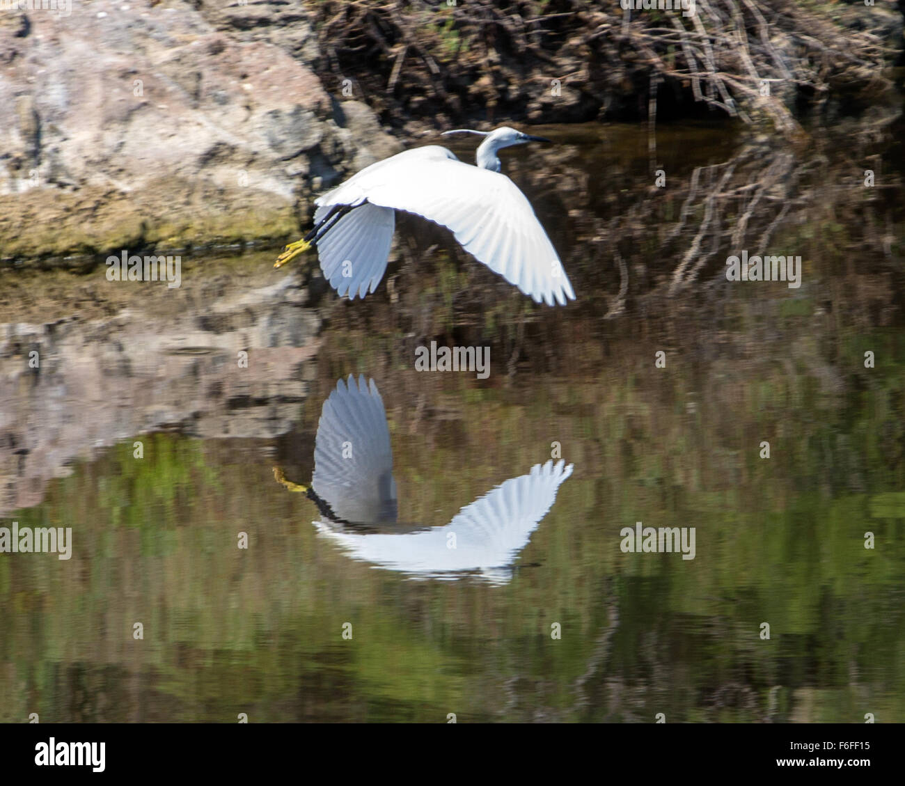 Garcetas con alas y el reflejo en el agua Foto de stock