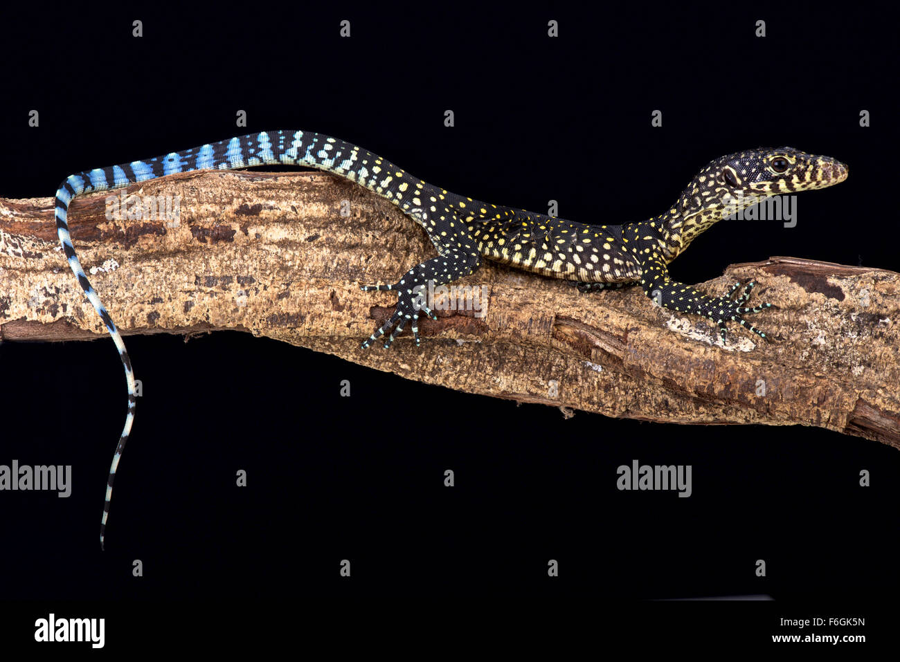 Blue-tailed monitor (Varanus doreanus) Foto de stock