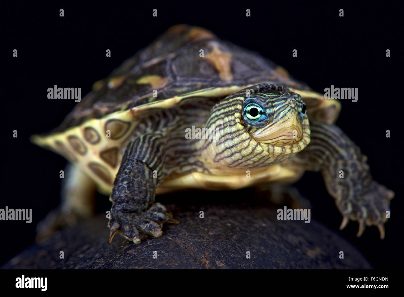 Raya chino-necked turtle (Mauremys sinensis) Foto de stock