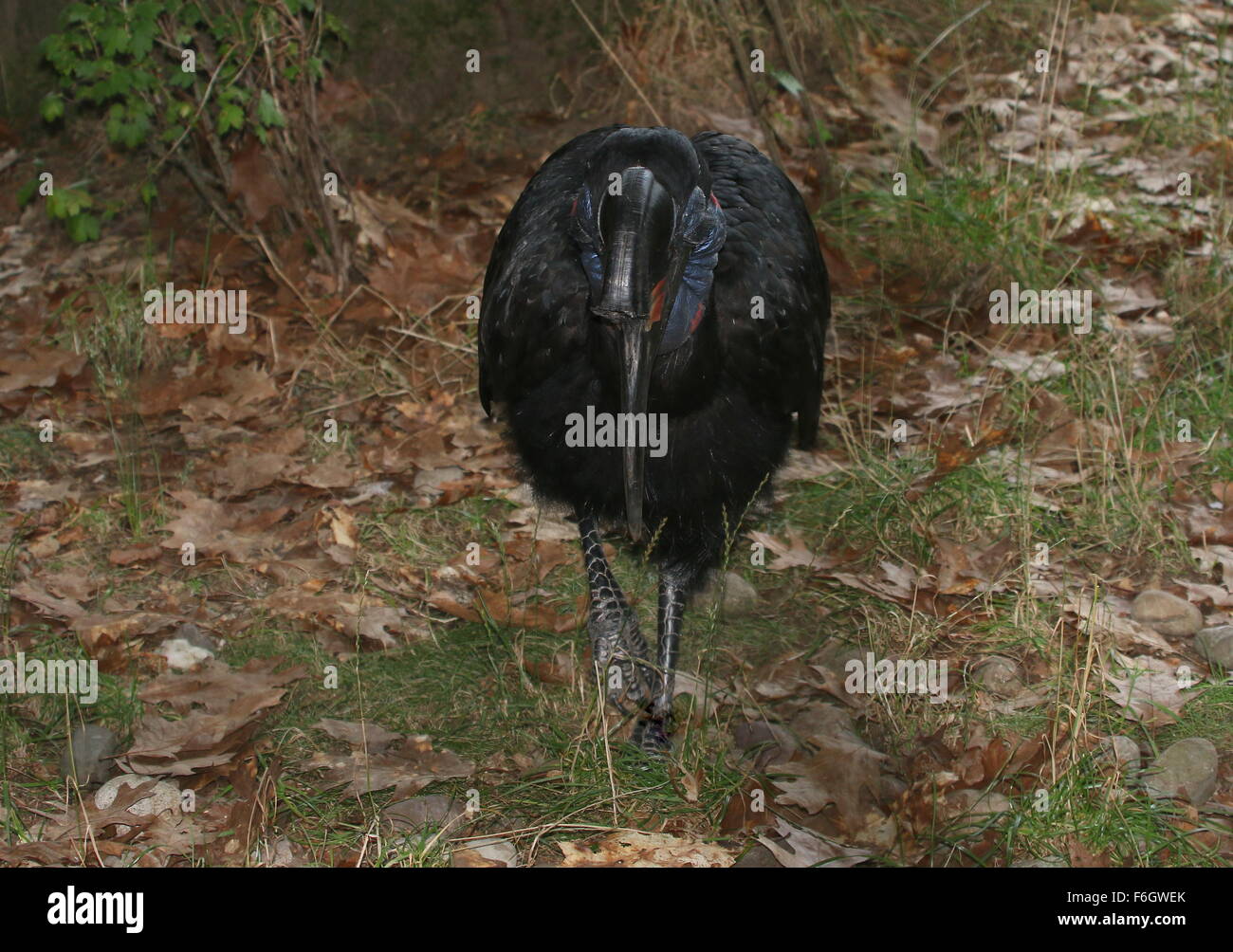 Abisinio hembra o terrestre del Norte (Bucorvus abyssinicus bucero) Foto de stock