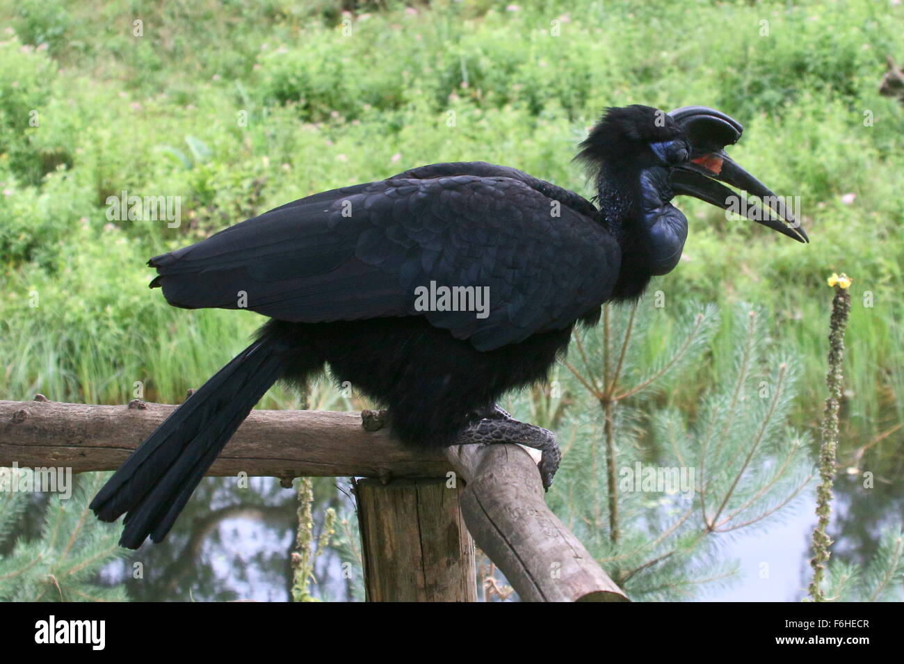 Donde se posan o abisinio hembra bucero terrestre del Norte (Bucorvus abyssinicus) Foto de stock