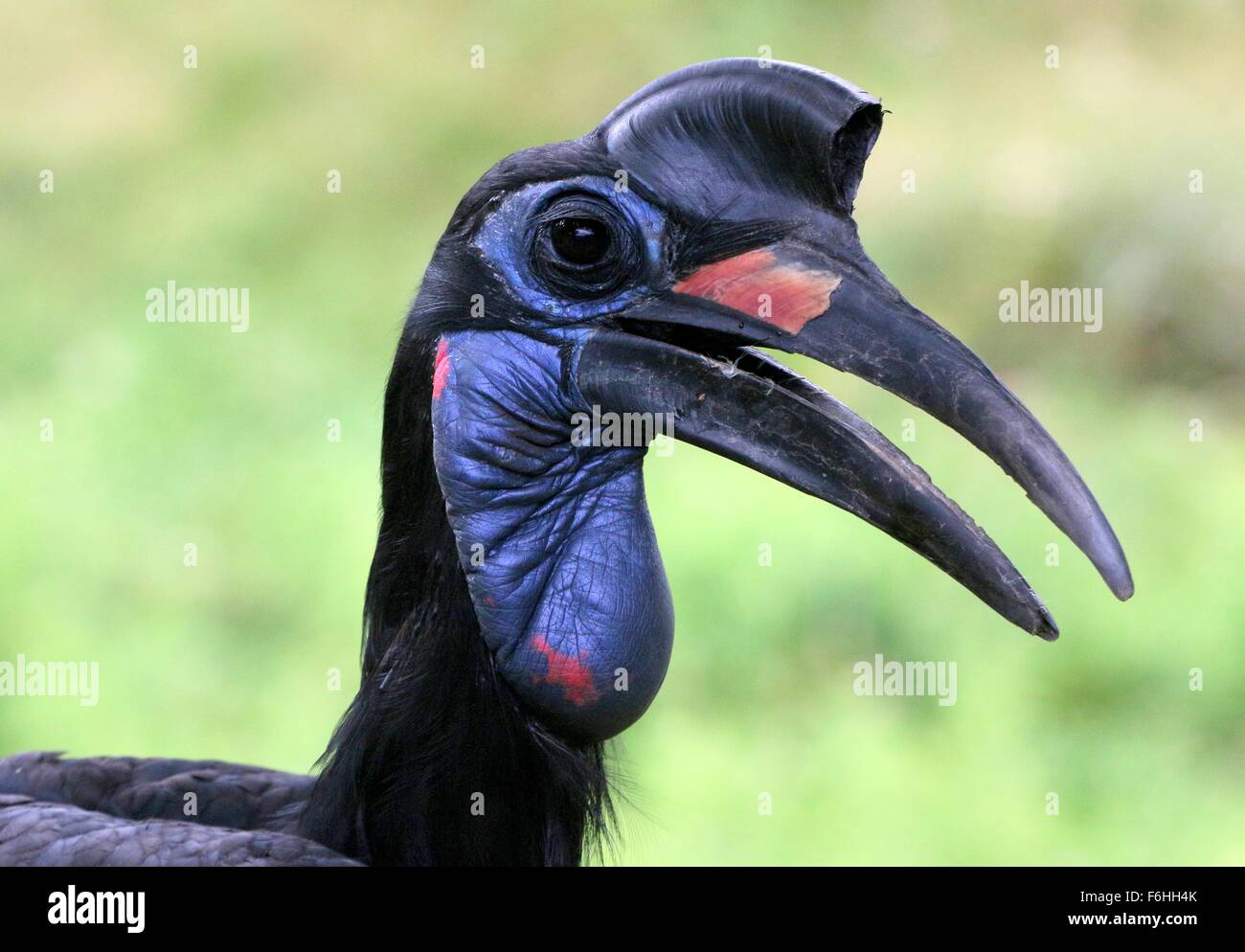 Abisinio hembra o terrestre del Norte (Bucorvus abyssinicus bucero), primer plano de la cabeza Foto de stock