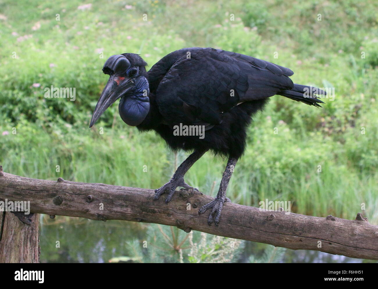 Abisinio hembra o terrestre del Norte (Bucorvus abyssinicus bucero) donde se posan en una barra. Foto de stock
