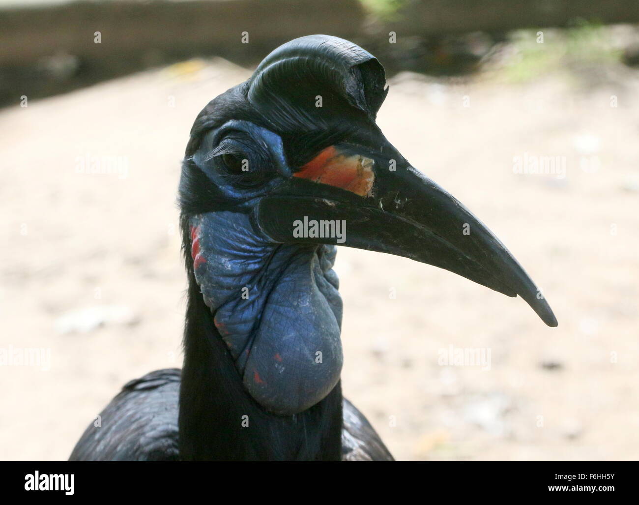 Abisinio hembra o terrestre del Norte (Bucorvus abyssinicus bucero), primer plano de la cabeza, mirando a la cámara Foto de stock