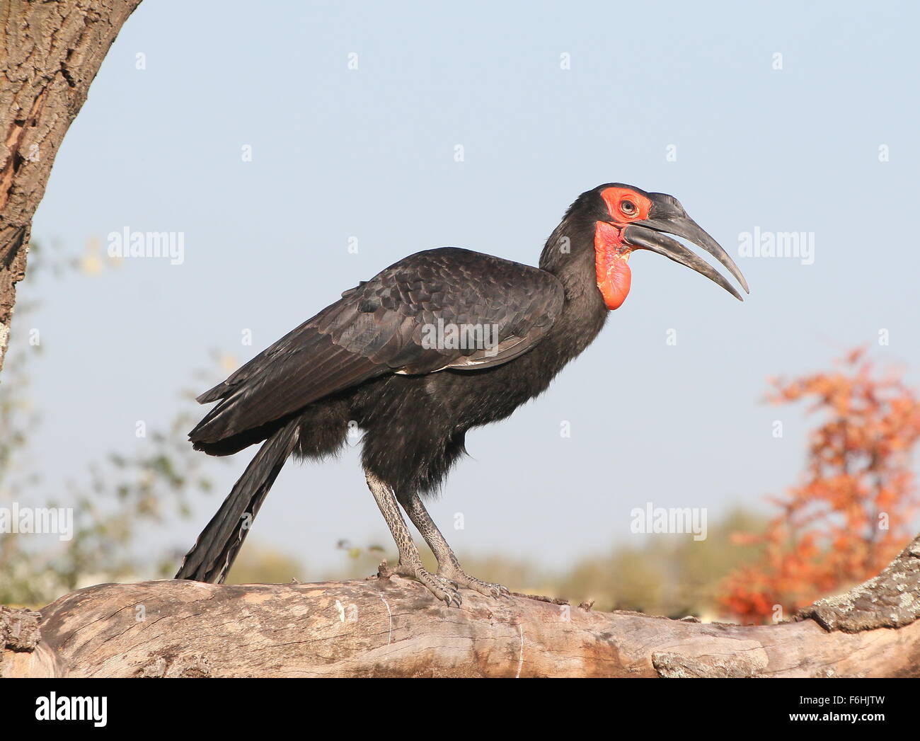 Macho de tierra del sur de África (Bucorvus Leadbeateri Bucero, antiguamente Bucorvus Cafer) donde se posan en una rama Foto de stock