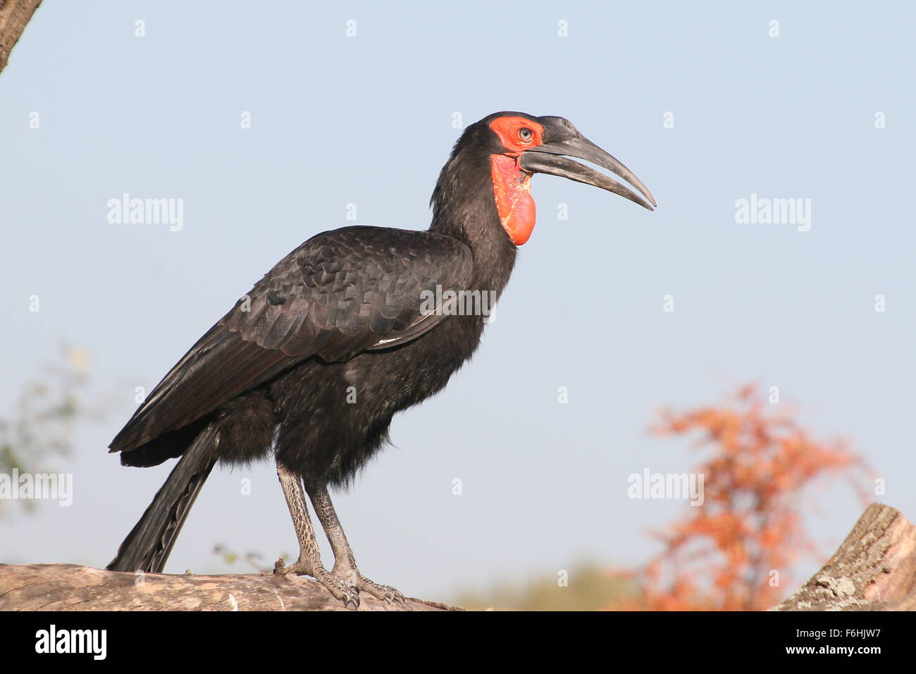 Macho de tierra del sur de África (Bucorvus Leadbeateri Bucero, antiguamente Bucorvus Cafer) donde se posan en una rama Foto de stock