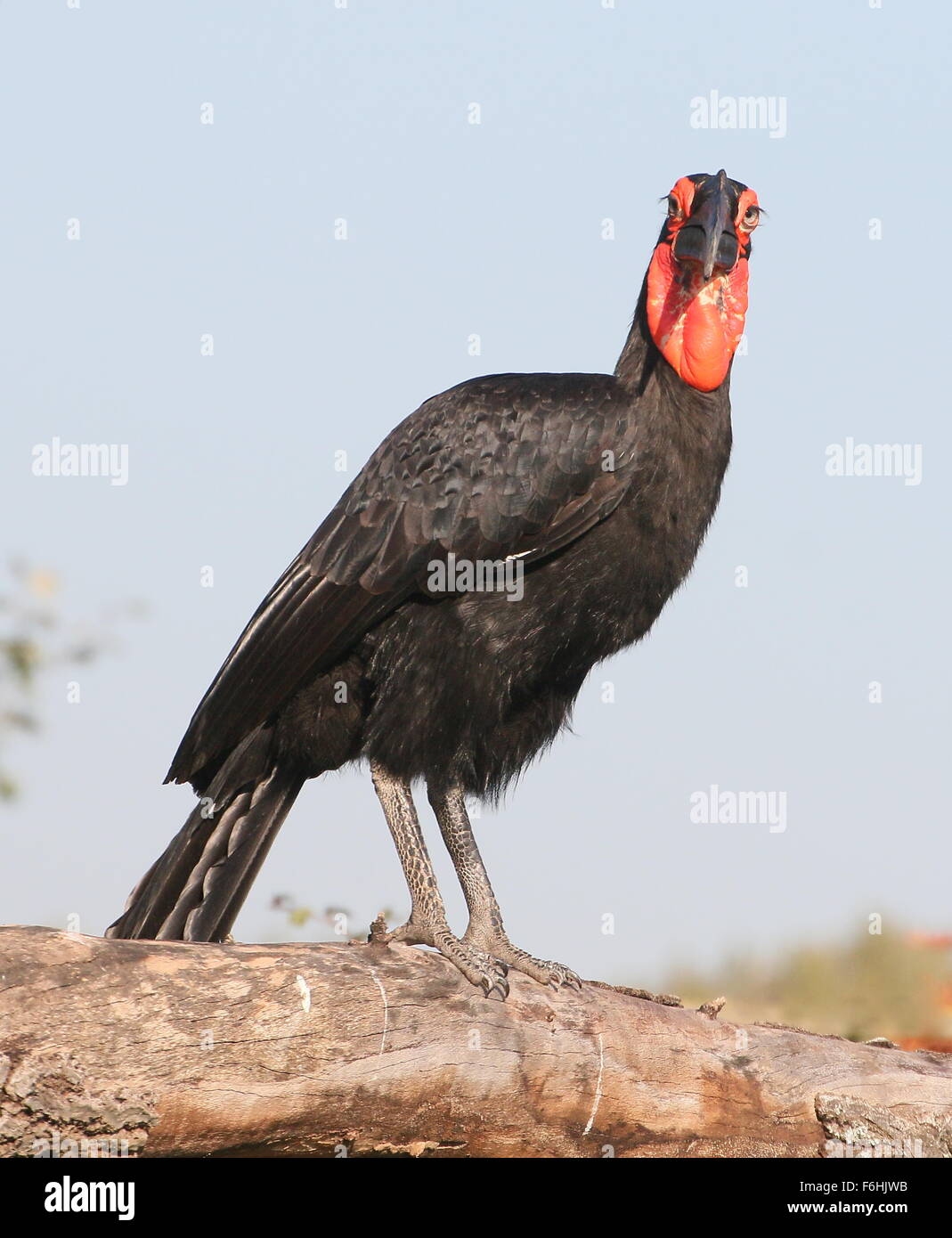 Macho de tierra del sur de África (Bucorvus Leadbeateri Bucero, antiguamente Bucorvus Cafer) donde se posan en una rama Foto de stock