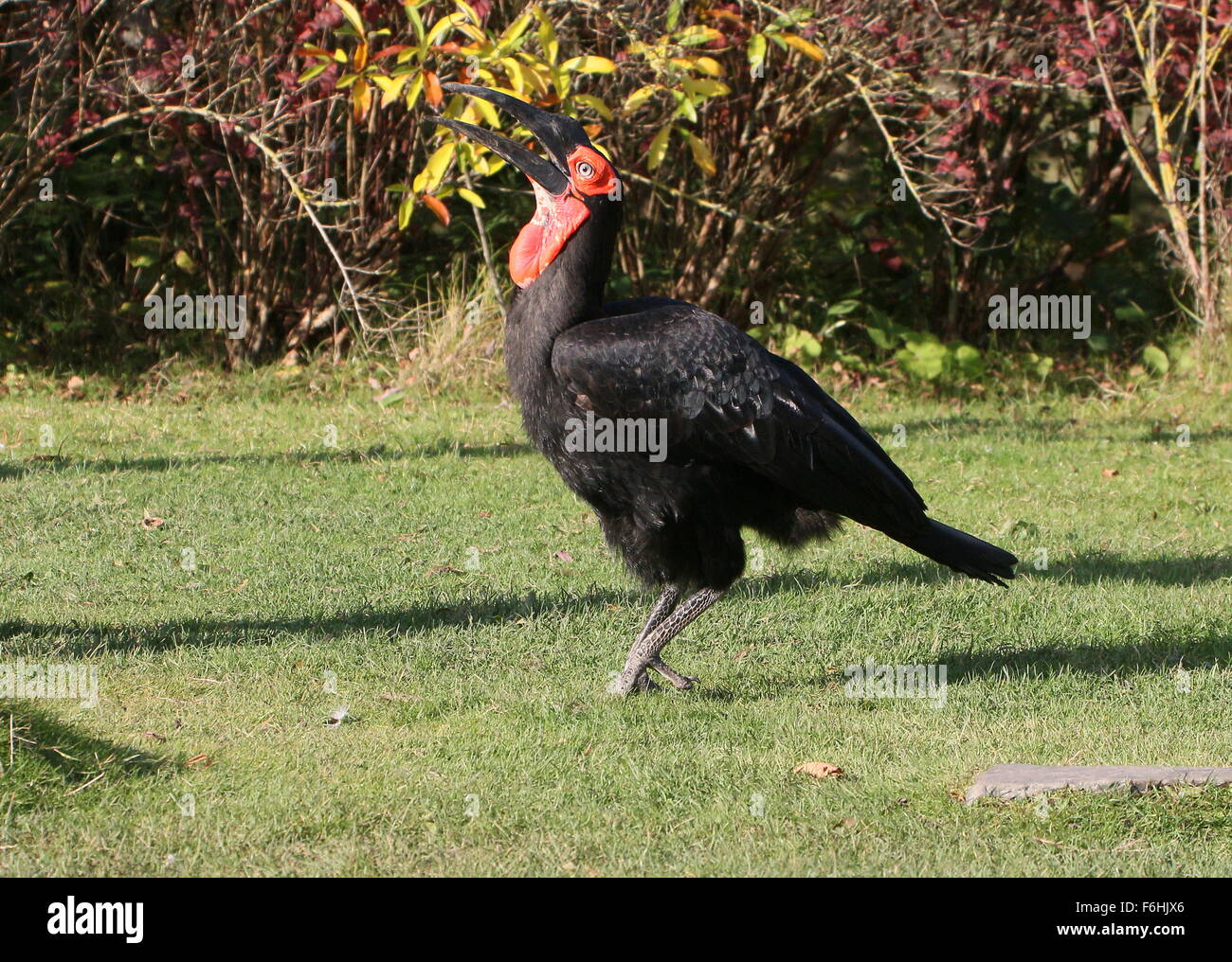 Macho de tierra del sur de África (Bucorvus Leadbeateri Bucero) arrojando un grub en el aire antes de tragar Foto de stock