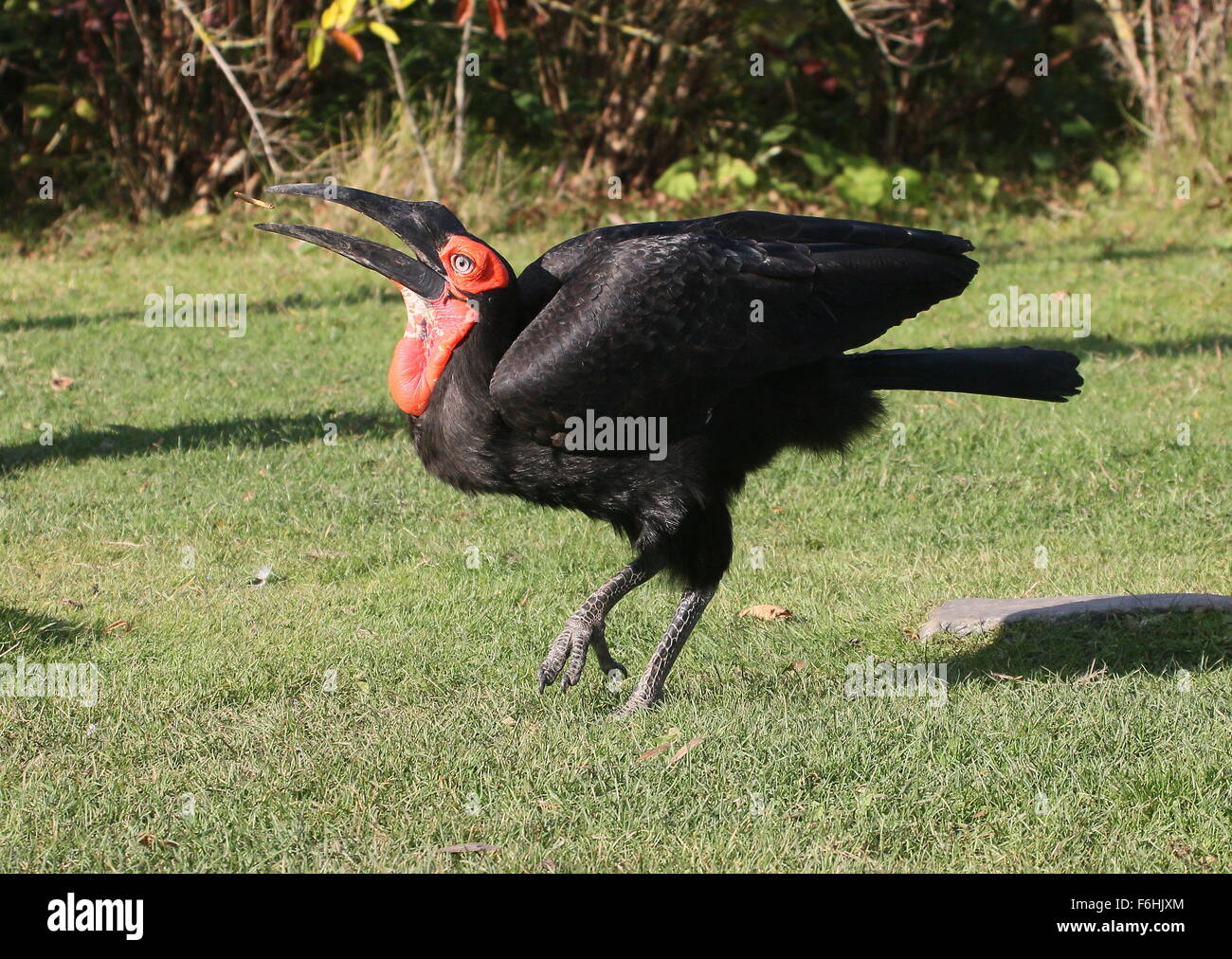 Macho de tierra del sur de África (Bucorvus Leadbeateri Bucero) arrojando un grub en el aire antes de tragar Foto de stock