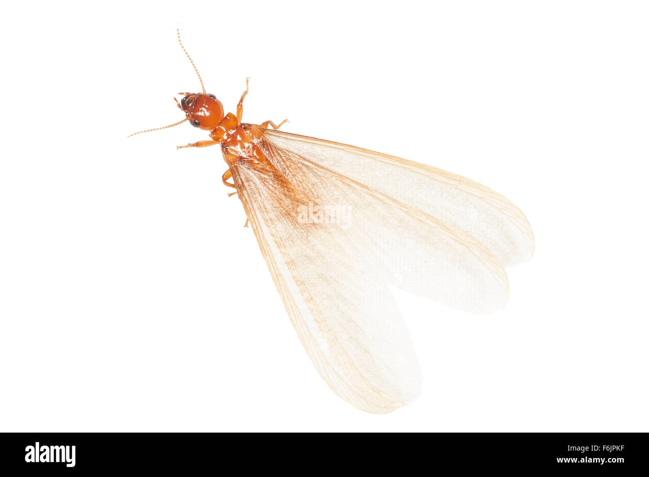 Un adulto alado alate termitas (un). Fotografiado sobre un fondo blanco. Foto de stock