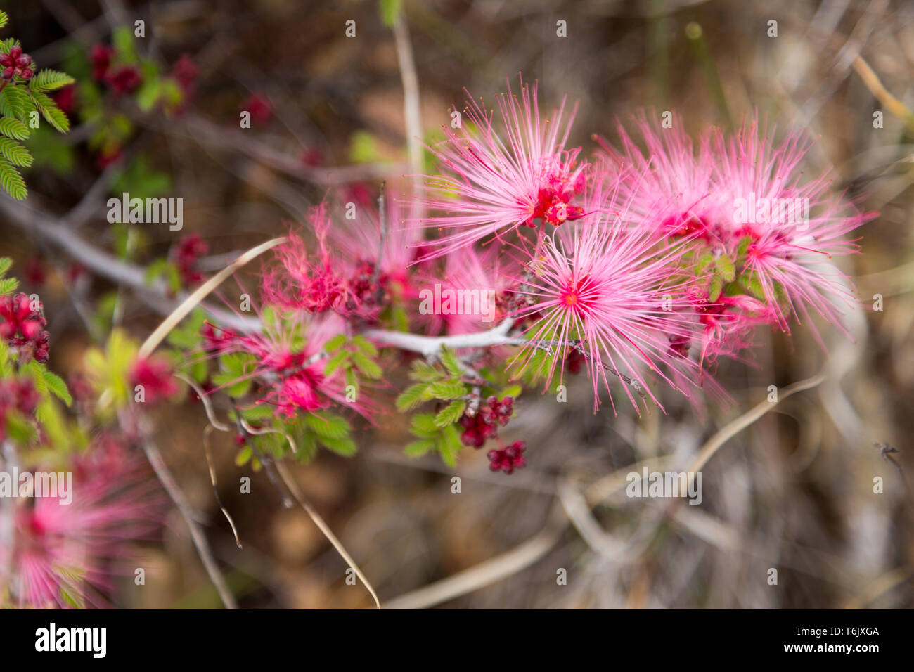 Plumero rosa fotografías e imágenes de alta resolución - Alamy Plumero rosa fotografías e imágenes de alta resolución - Alamy