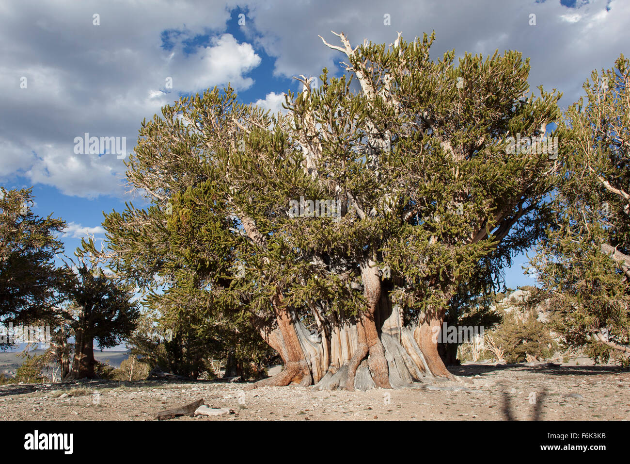 El Patriarca árbol, el pino bristlecone más grande en el mundo. Antiguo bosque de pinos bristlecone, California, USA. Foto de stock