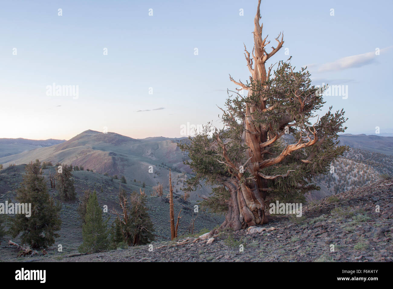 Antiguo pino bristlecone. Antiguo bosque de pinos bristlecone, California, USA. Foto de stock