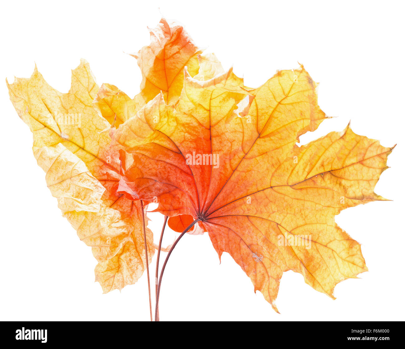 Amarillo otoño hojas de arce aislado en el fondo blanco. Foto de stock