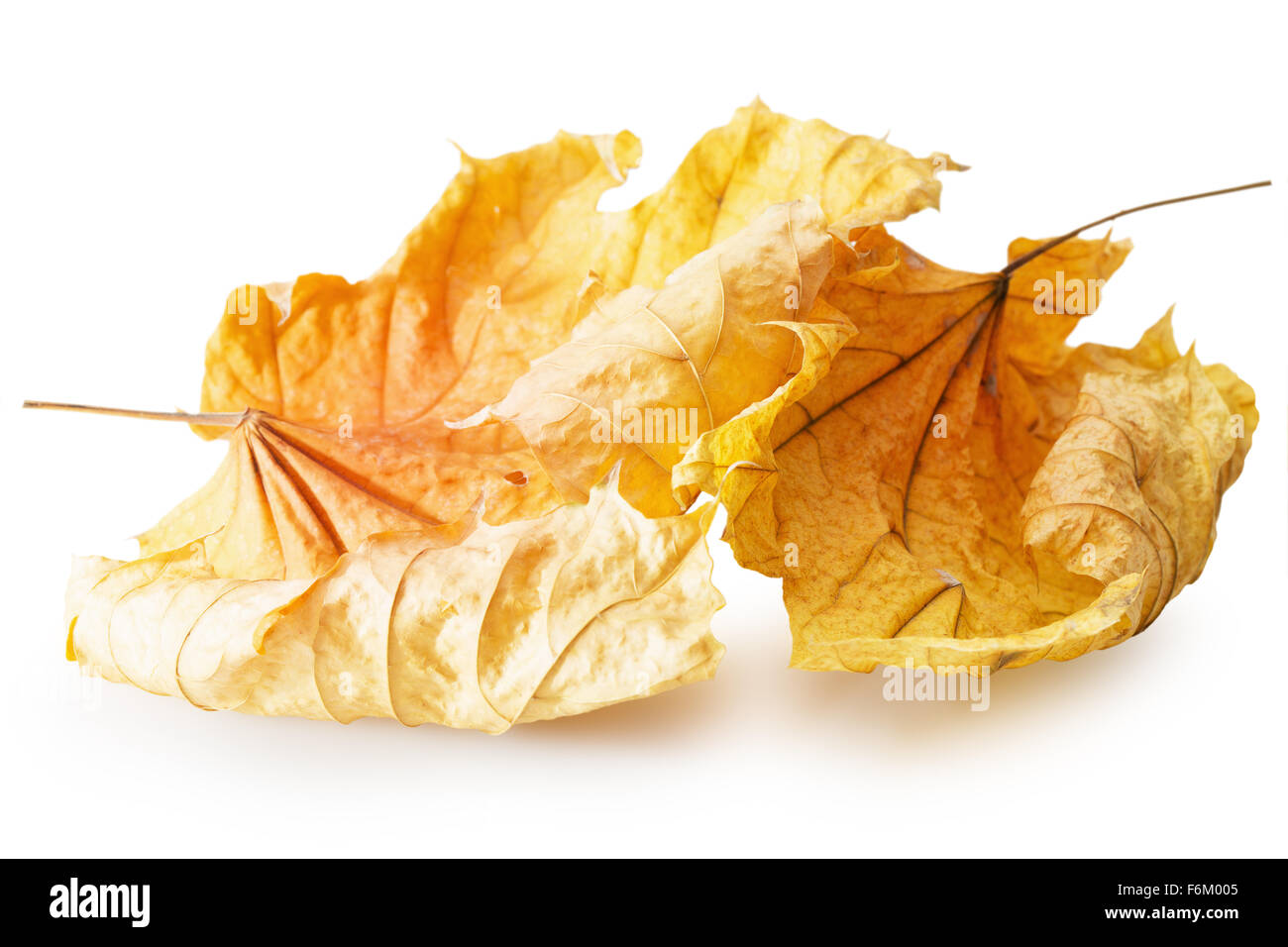 Amarillo otoño hojas de arce aislado en el fondo blanco. Foto de stock