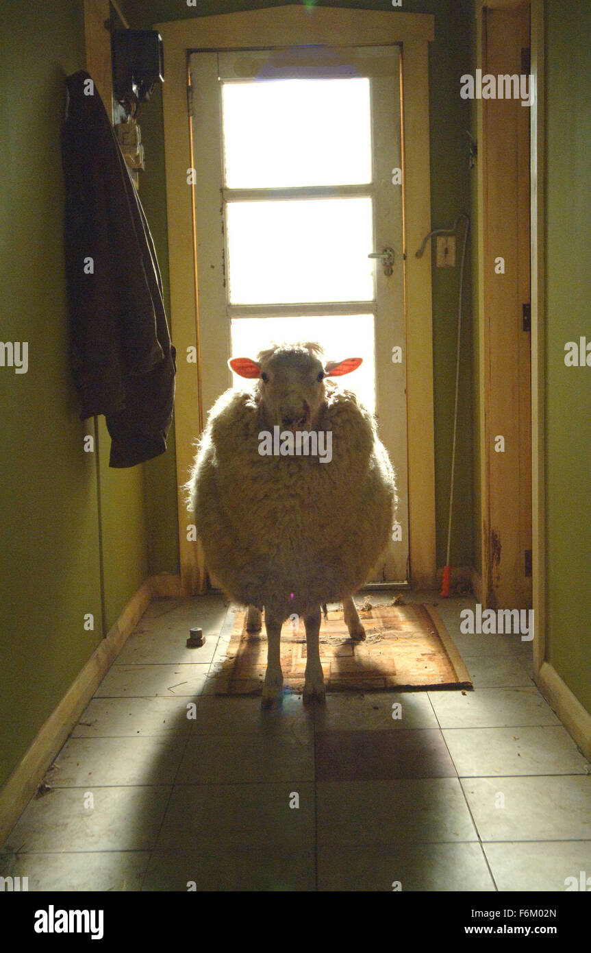 Fecha de publicación: junio de 2007. Película: ovejas negras. Estudio: Live Stock Films. Parcela: Un experimento en ingeniería genética resulta inocuo en ovejas sedientas de sangre asesinos que aterrorizan a una extensa finca de Nueva Zelandia. Foto de stock