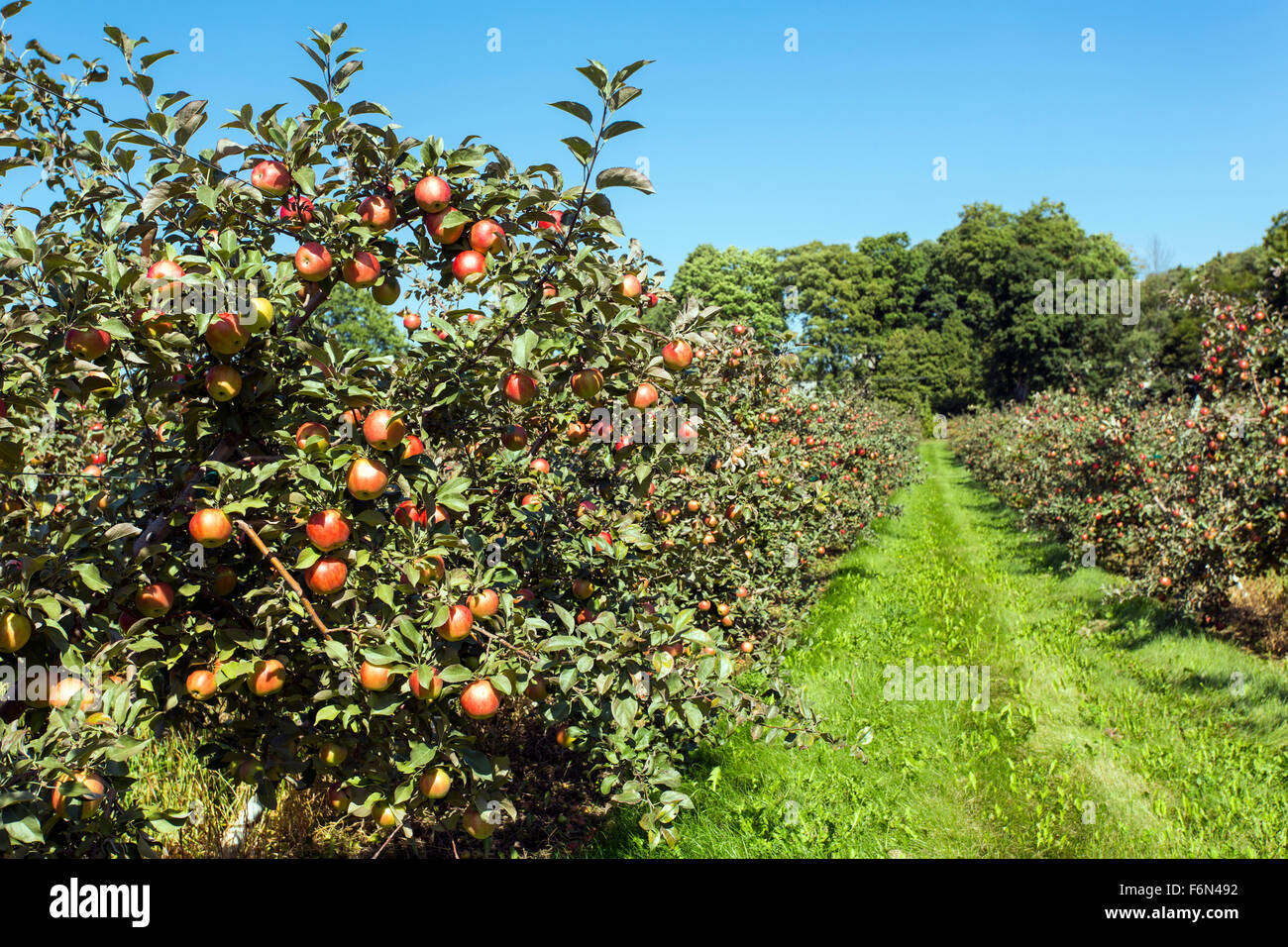 Ee.Uu.,Wisconsin,Door County, huerto de manzanas con fruta madura Foto de stock