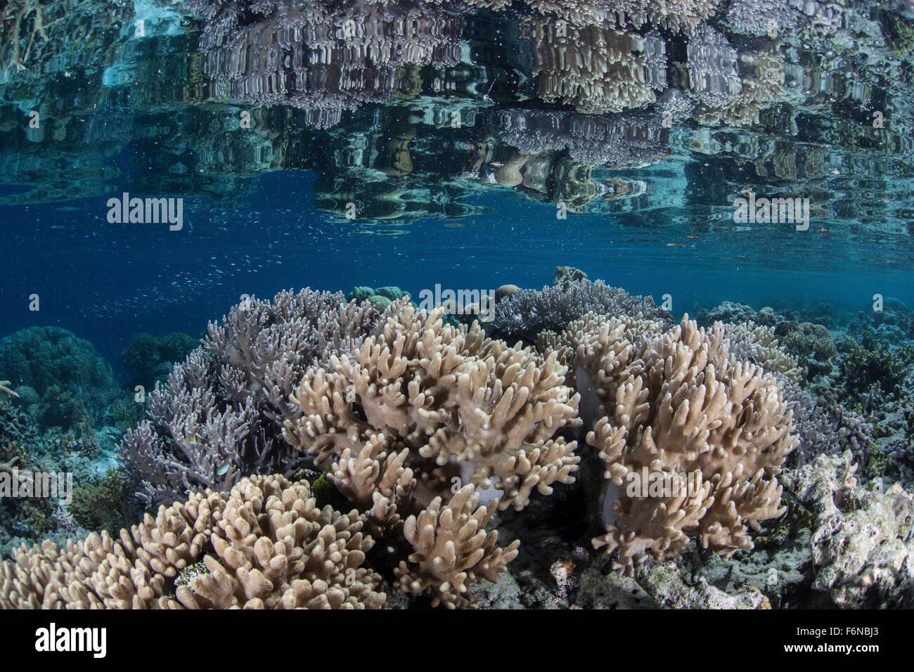 Una barrera coralina crece en las Islas Salomón, la Melanesia. Esta región, en la parte oriental del triángulo de coral, puertos SP Foto de stock