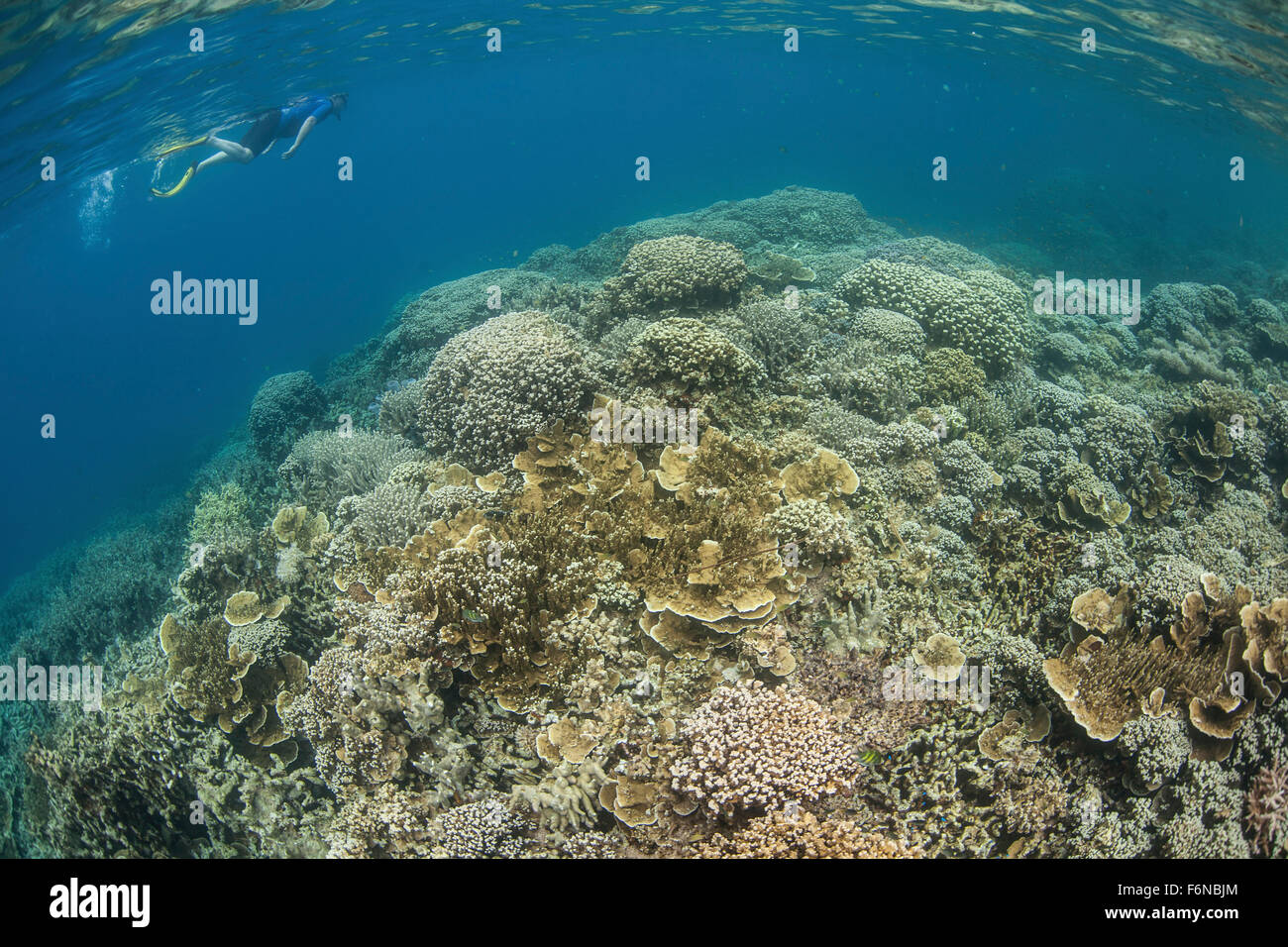 Un buceador explora una barrera coralina en la laguna de Palau. Foto de stock