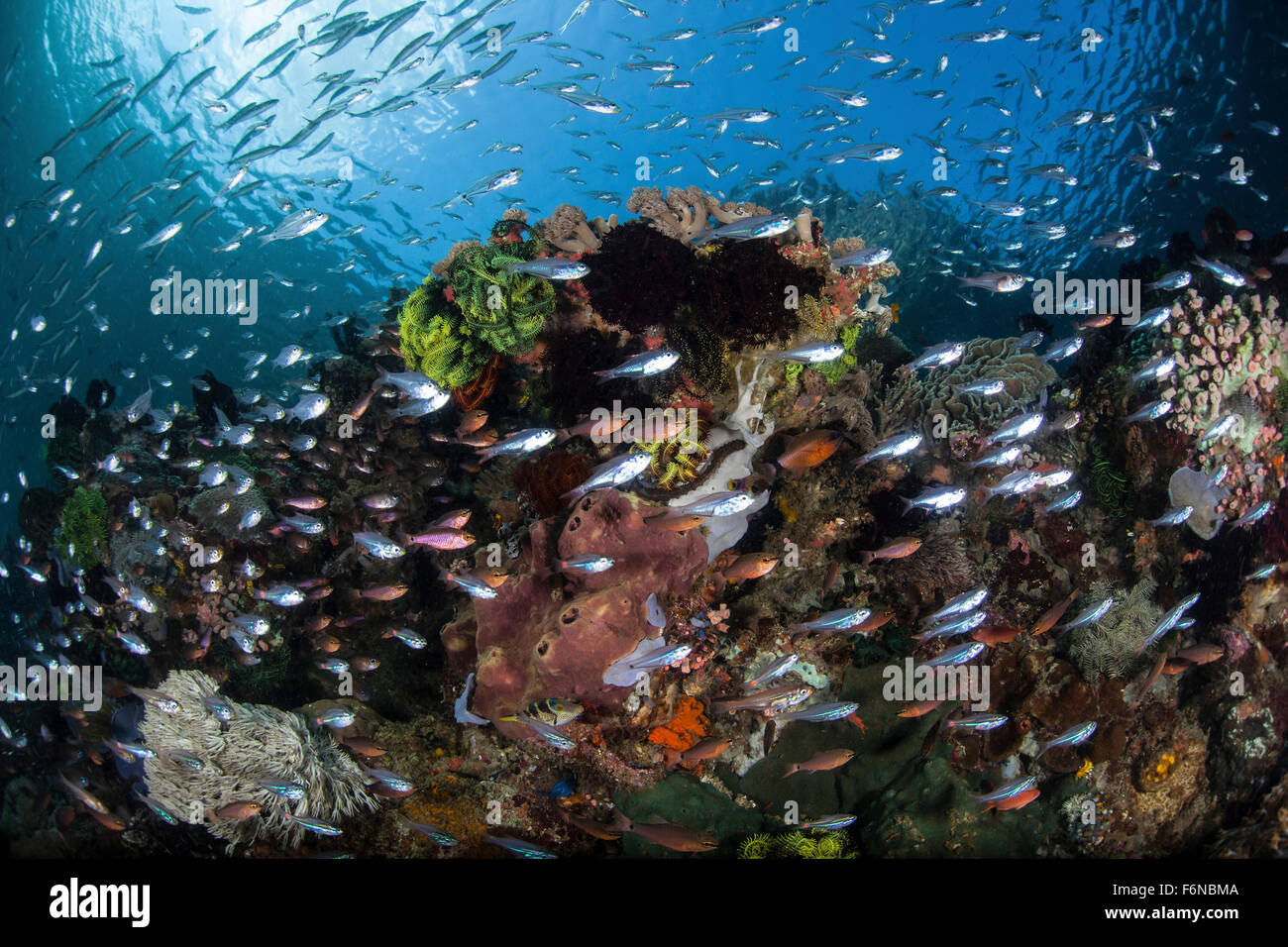 Un colorido arrecife de coral está cubierto por los peces en el Parque Nacional de Komodo (Indonesia). Esta parte del triángulo de coral es conocida por su alta Foto de stock