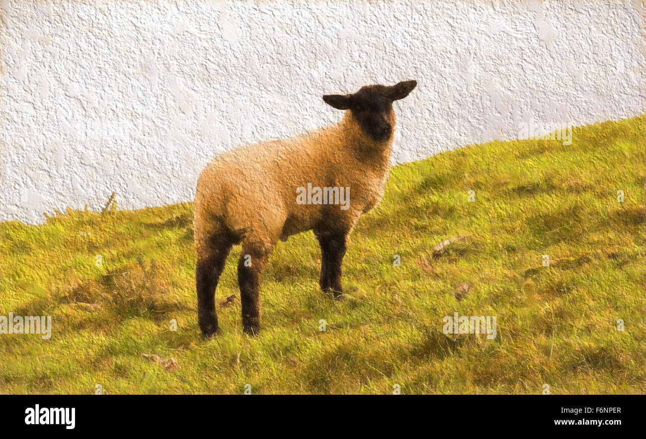 Oveja con patas negras fotografías e imágenes de alta resolución - Alamy Oveja con patas negras fotografías e imágenes de alta resolución - Alamy