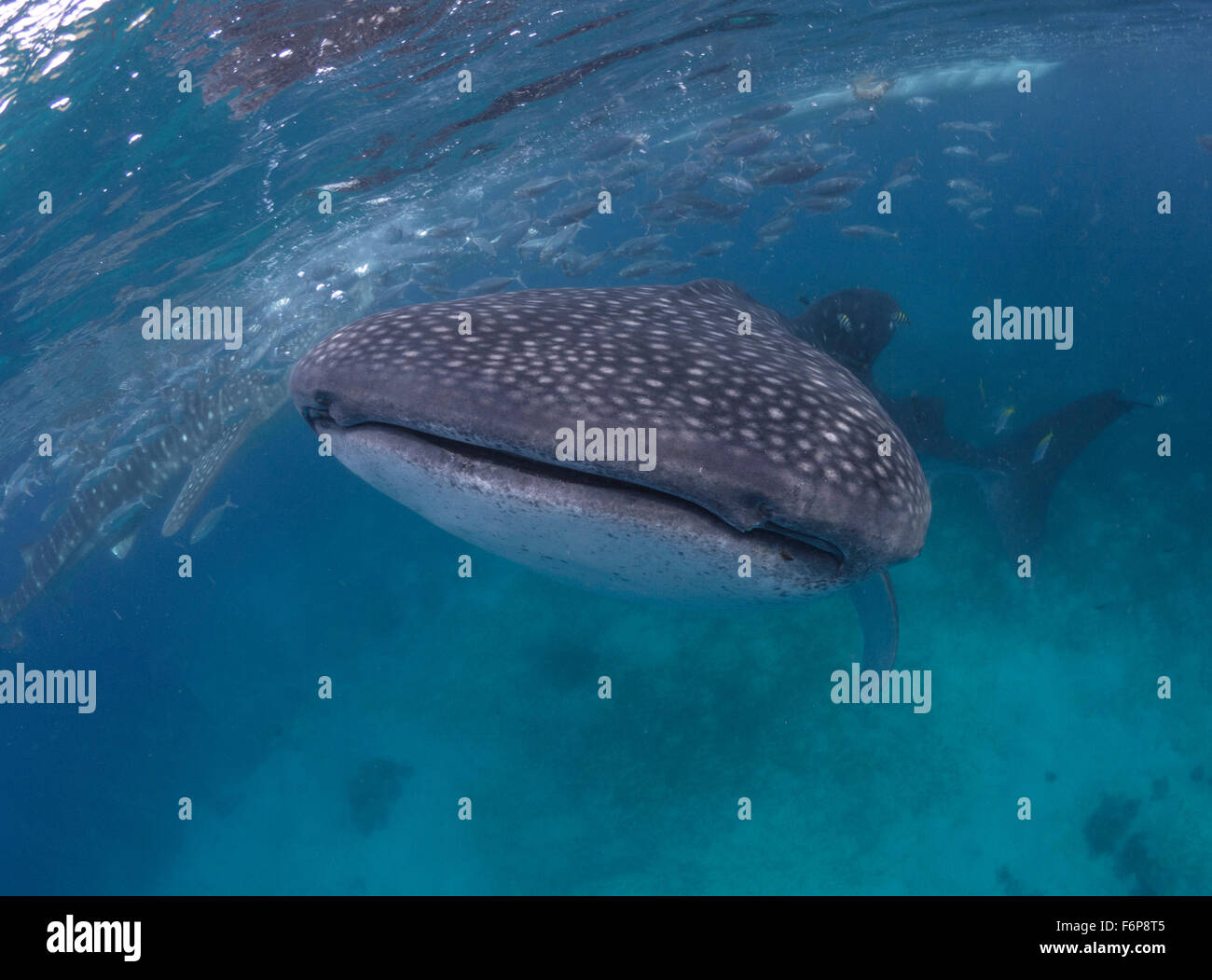 Nadar cerca de tiburones ballena en Filipinas Foto de stock