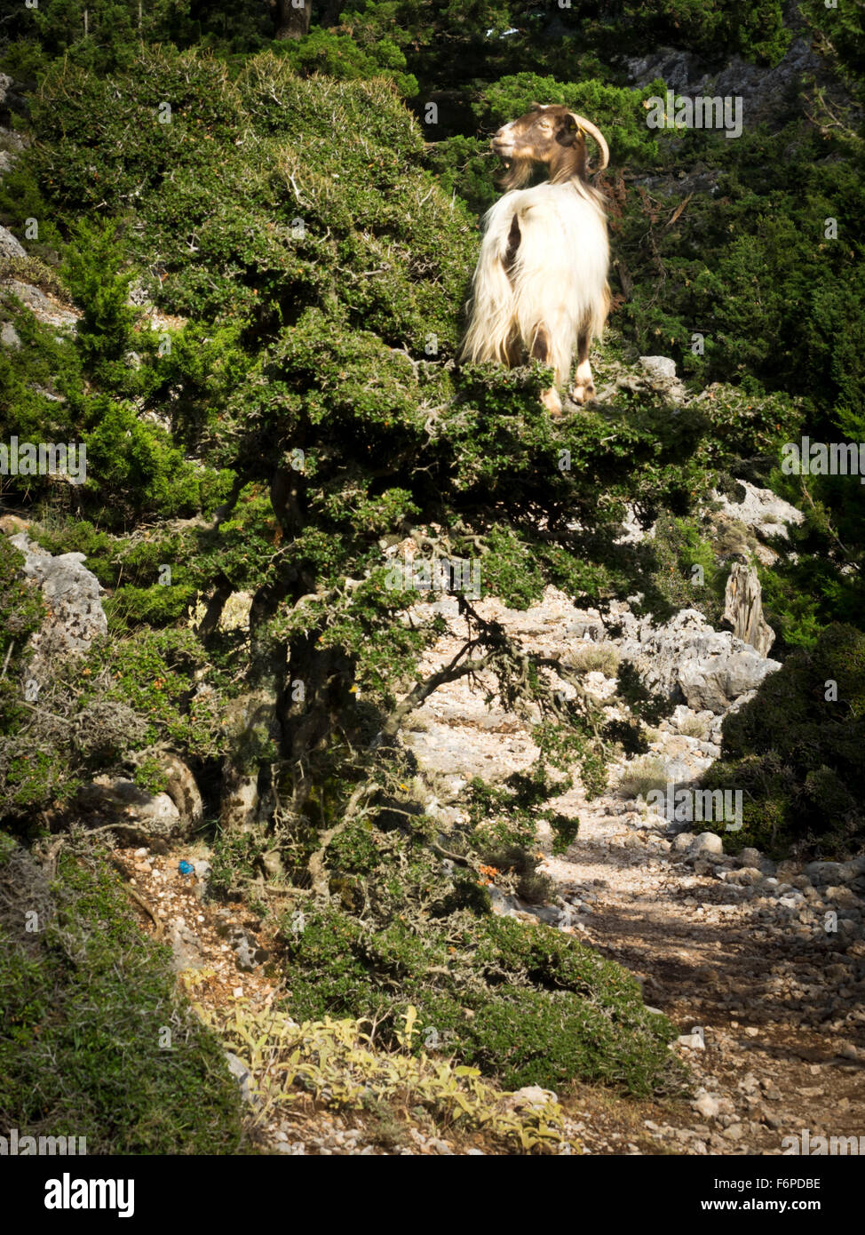 Ziege auf einem Baum, E4 Europäischer Fernwanderweg Foto de stock