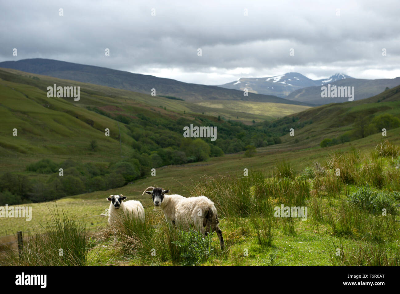 Mirando hacia abajo Glen Roy y su río Roy, con colinas y montañas y algunos curiosos ovejas en primer plano Foto de stock