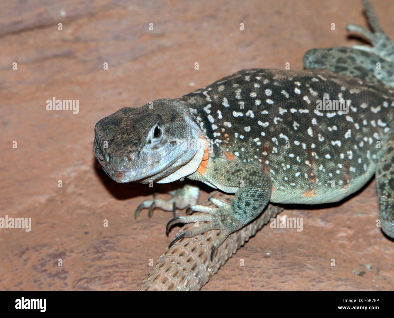 cuidado del lagarto de collar oriental