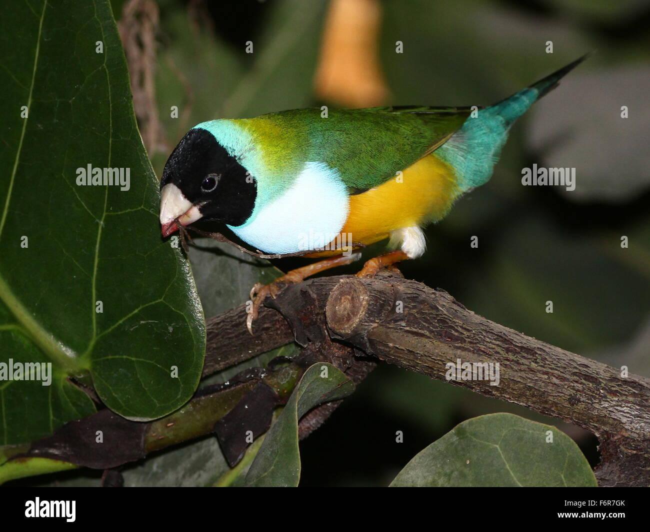 Cabeza negra australiana o Rainbow Gouldian Finch Finch (Erythrura gouldiae) close-up, posando sobre una rama Foto de stock