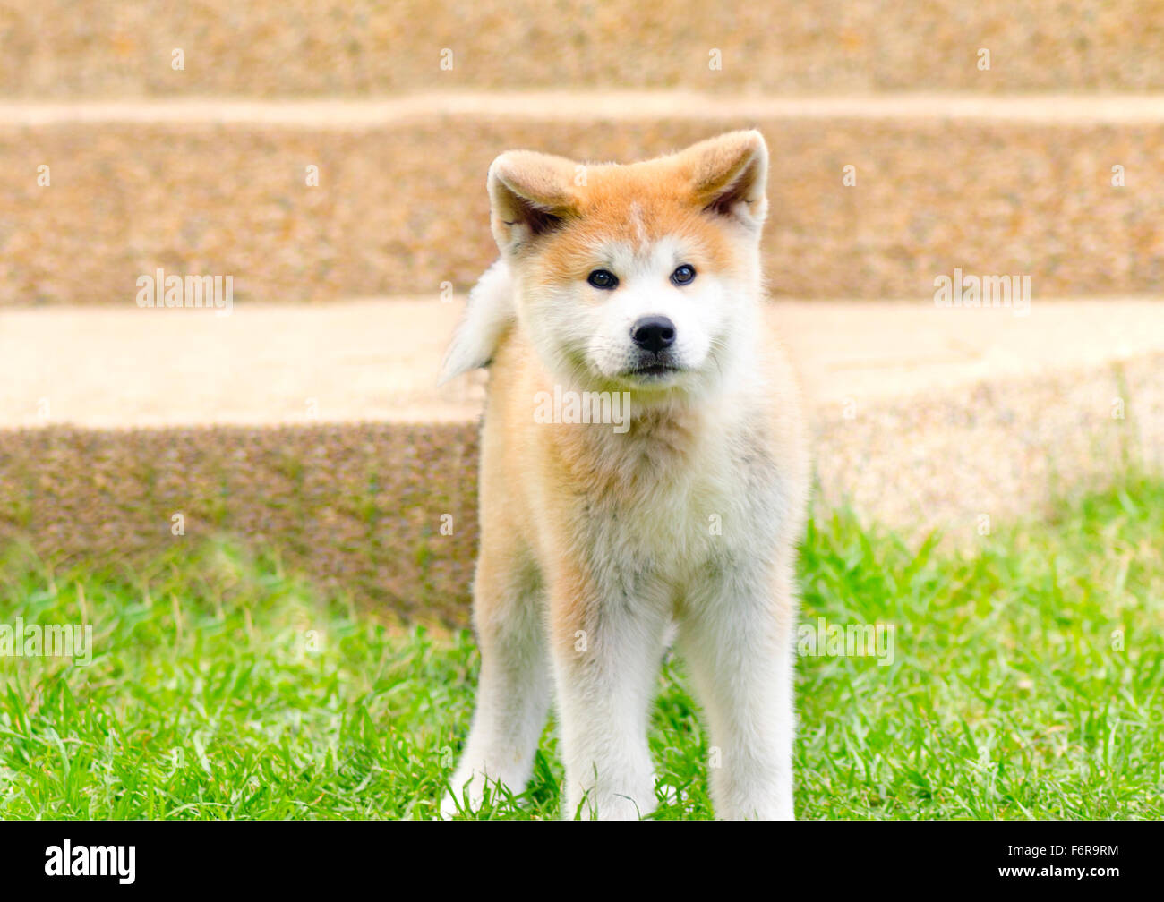 Un joven hermoso blanco y rojo Akita Inu cachorro de pie sobre el césped.  Perros Akita japonés se distingue por su oriental Fotografía de stock -  Alamy