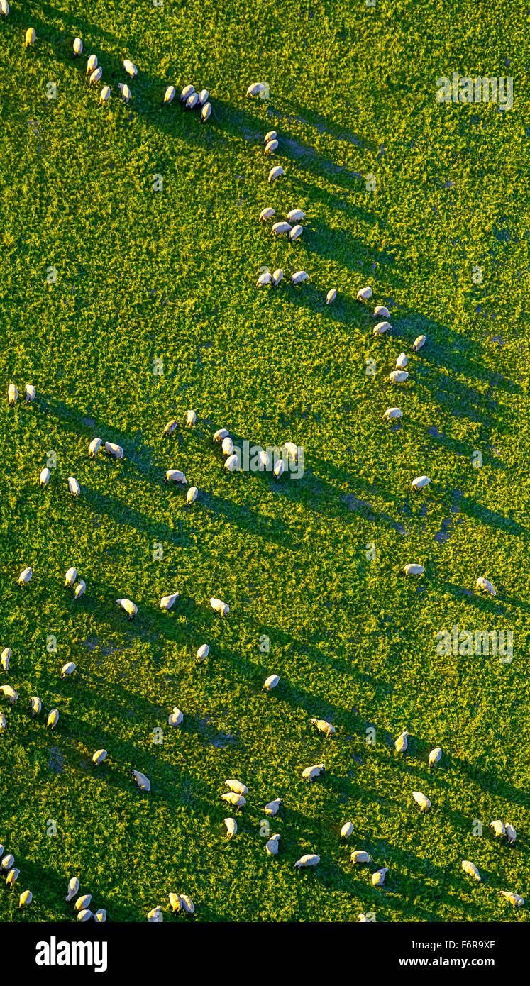 Rebaño de ovejas pastando en la luz de la tarde con largas sombras, Arnsberg, Sauerland, Renania del Norte-Westfalia, Alemania Foto de stock