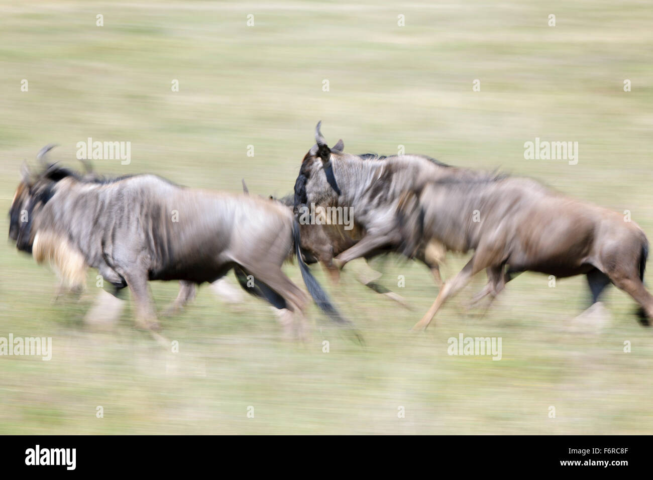 El ñu azul, brindled gnu, blanco-barbudo (ñus Connochaetes taurinus), correr con el desenfoque de movimiento, el Serengueti national p Foto de stock