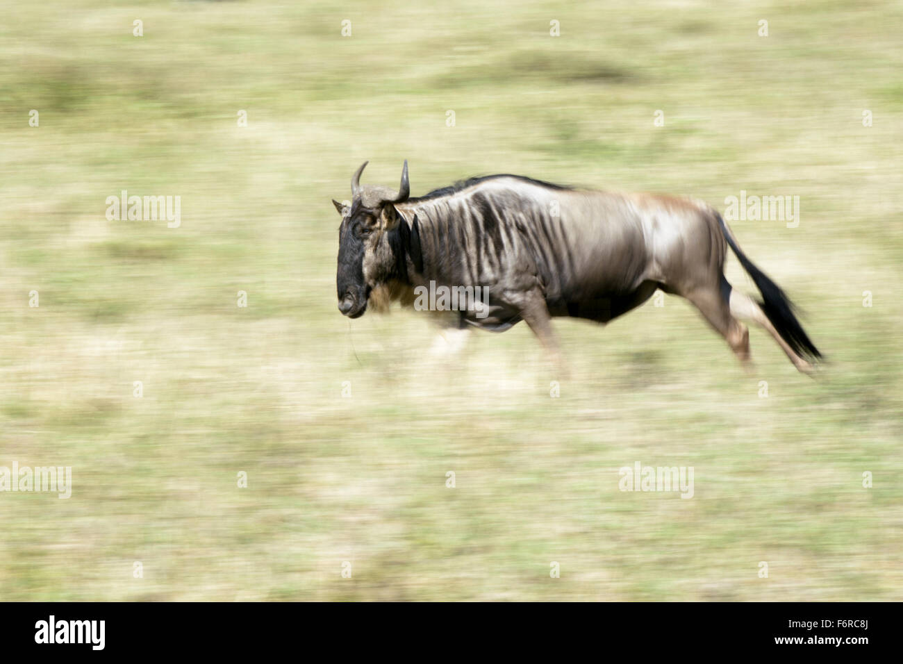El ñu azul, brindled gnu, blanco-barbudo (ñus Connochaetes taurinus), correr con el desenfoque de movimiento, el Serengueti national p Foto de stock