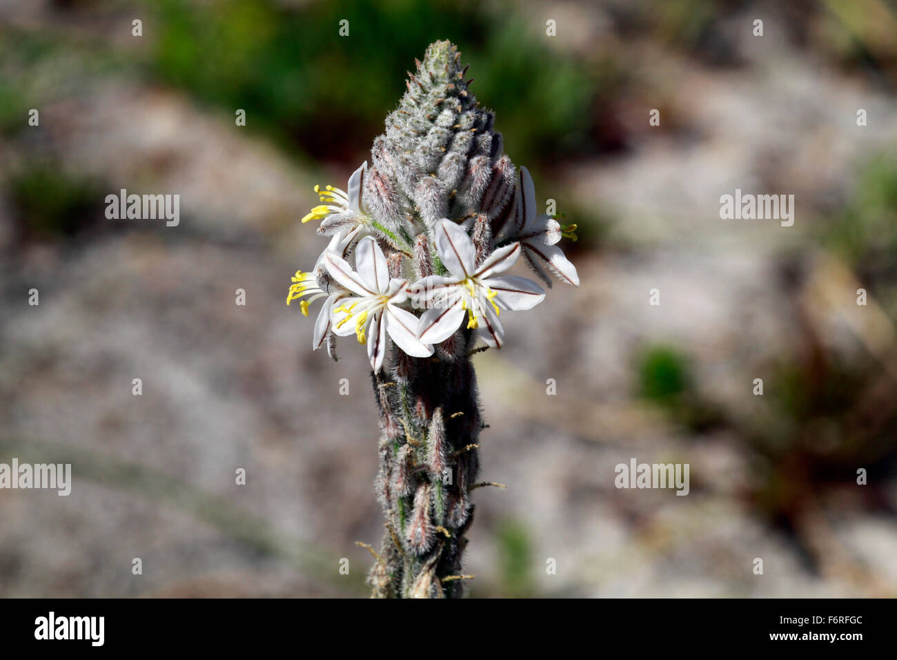 Los indígenas flor que florece en el Cabo de Buena Esperanza , Table Mountain National Park, Ciudad del Cabo, Sudáfrica. Foto de stock