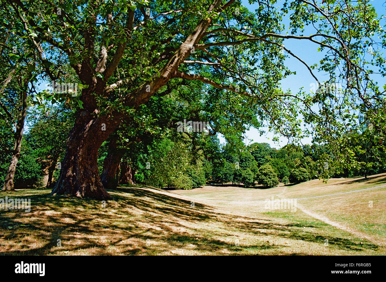 El Parque Greenwich London UK en verano Foto de stock