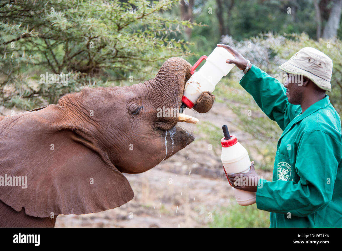 Portero para alimentar un hambre de huérfano en la pantorrilla, el Elefante Africano Loxodonta africana, el Orfanato de Elefantes Sheldrick, Nairobi, Kenya, Africa. Foto de stock