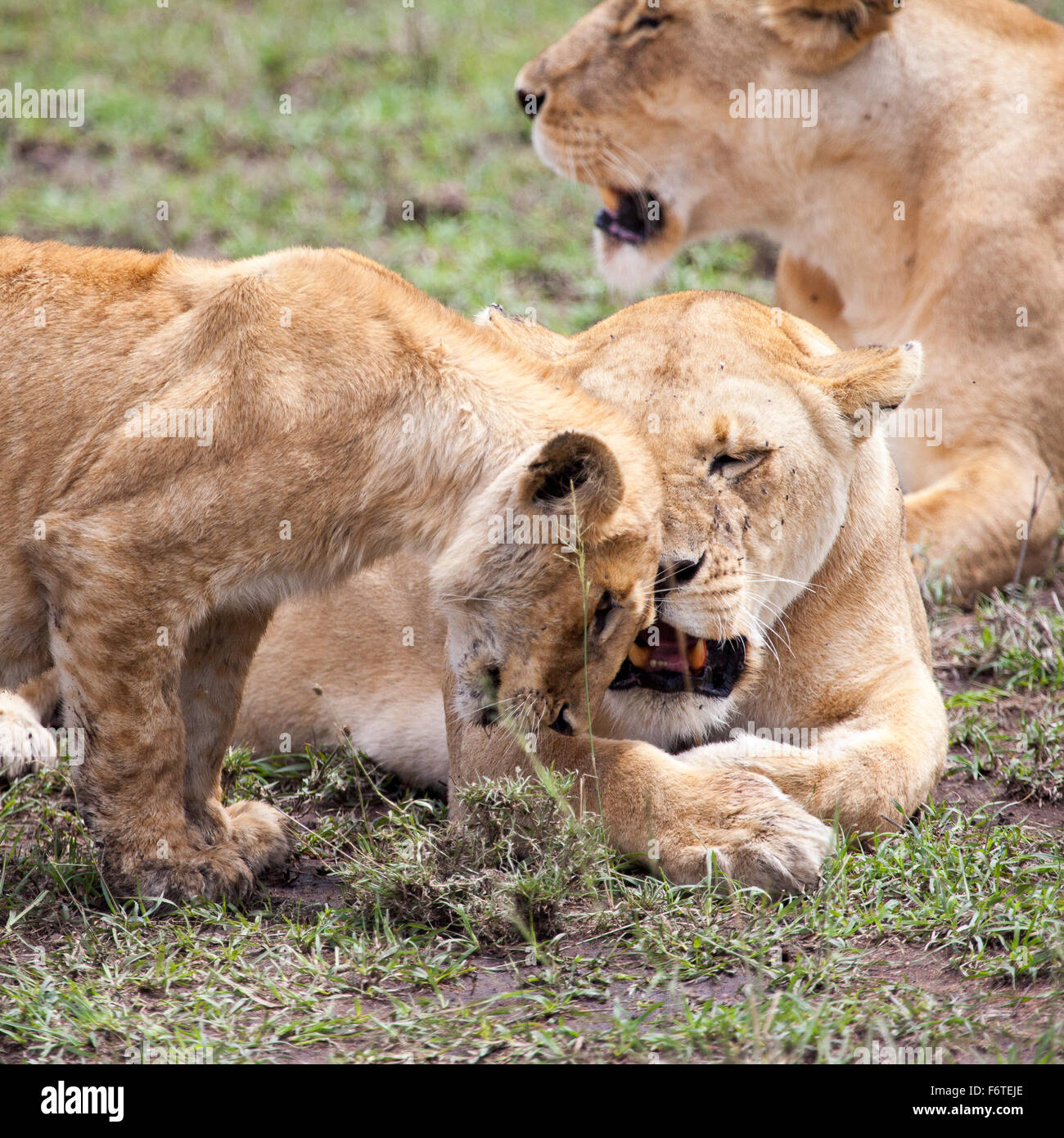 León y un cachorro de frotarse las cabezas, el Serengeti, Tanzania, África Foto de stock
