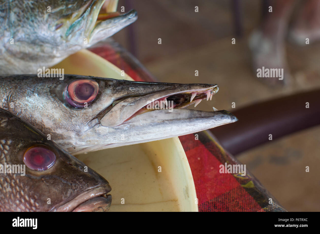 ataques de pez barracuda