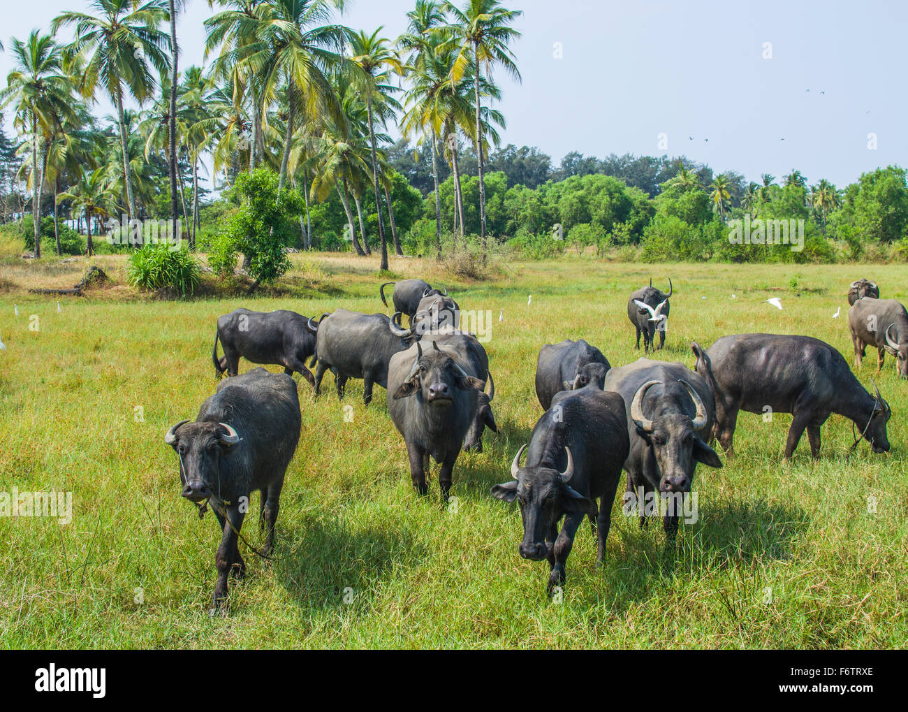 Bull pastura de animales de cría de animales Foto de stock