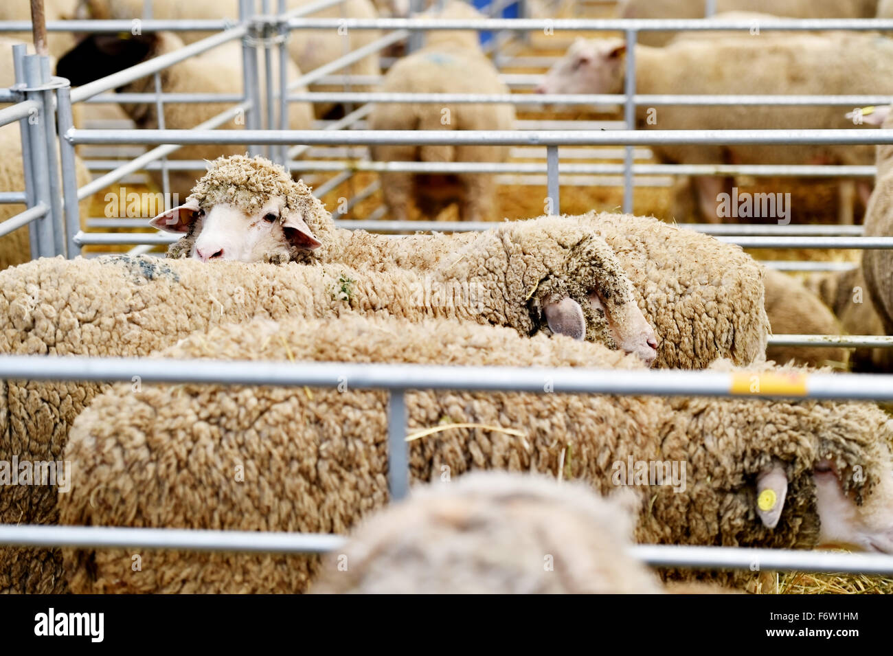 Docenas de ovejas pastando dentro de un lápiz en una granja de ovejas, Foto de stock