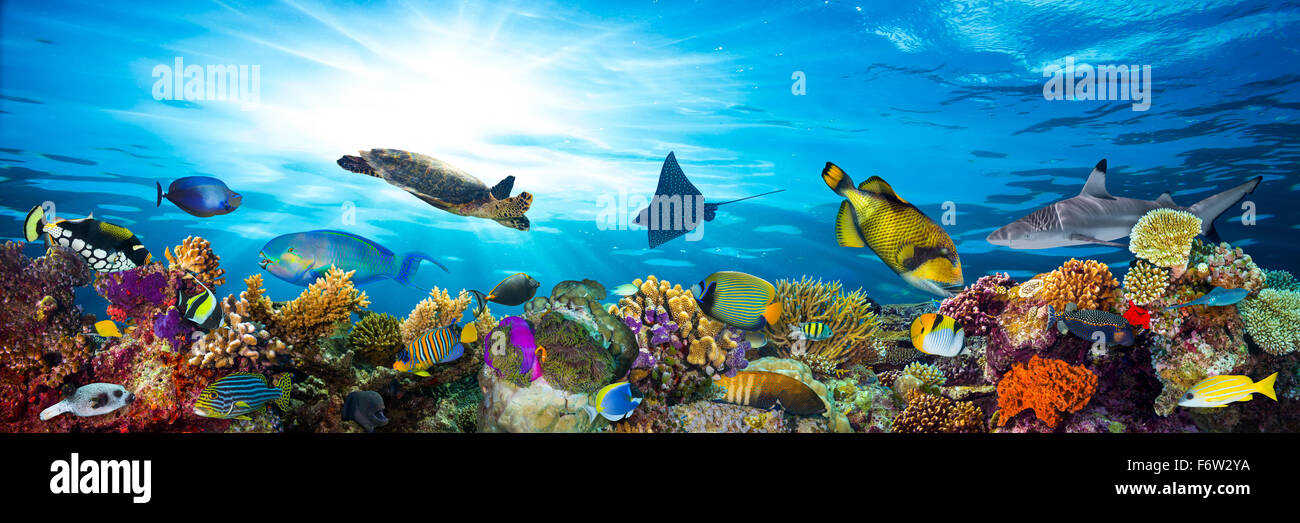 Coloridos arrecifes de coral con muchos peces y tortugas marinas. Foto de stock