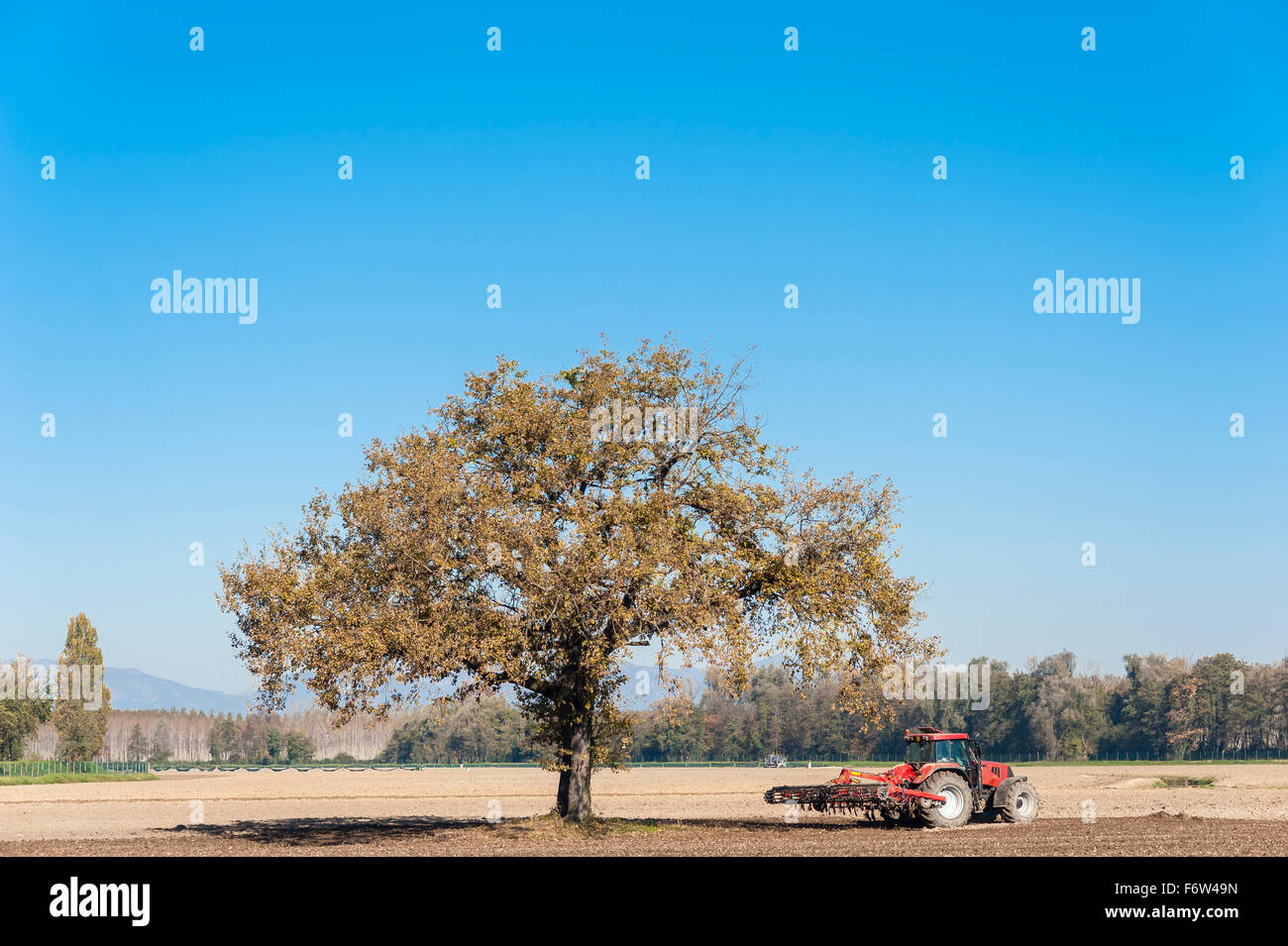 El paisaje agrícola con un árbol y tractor arando el campo con rastra. Foto de stock