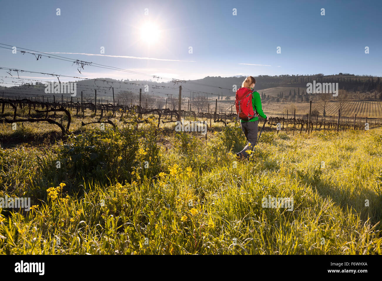 Mujer joven senderismo a través de un viñedo, Val d'Orcia, Toscana, Italia Foto de stock