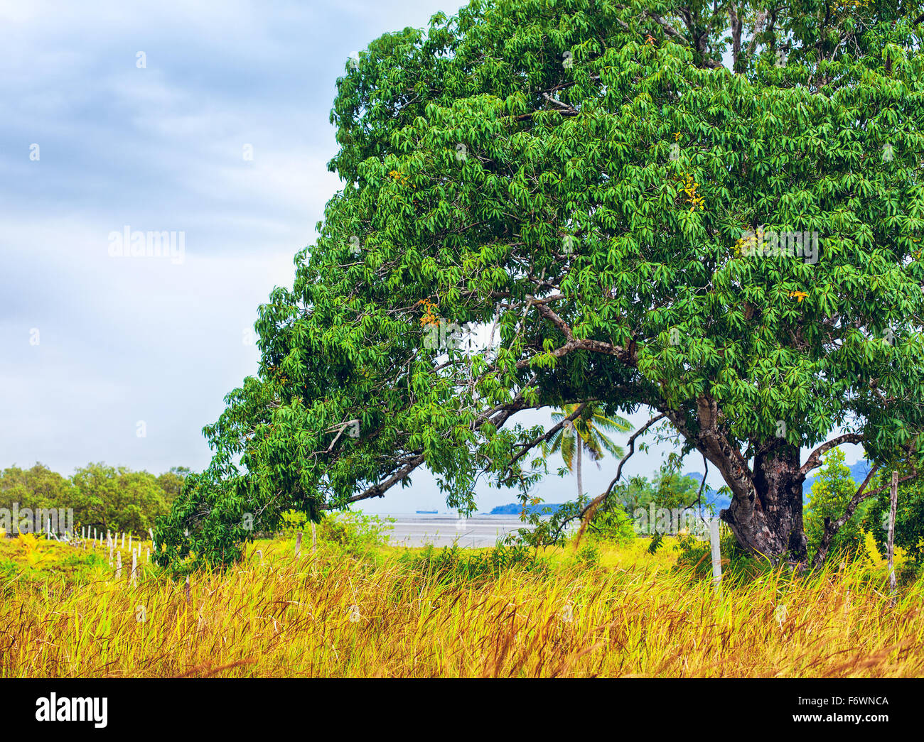 Gran árbol caducifolio en la hierba alta, Tailandia Foto de stock