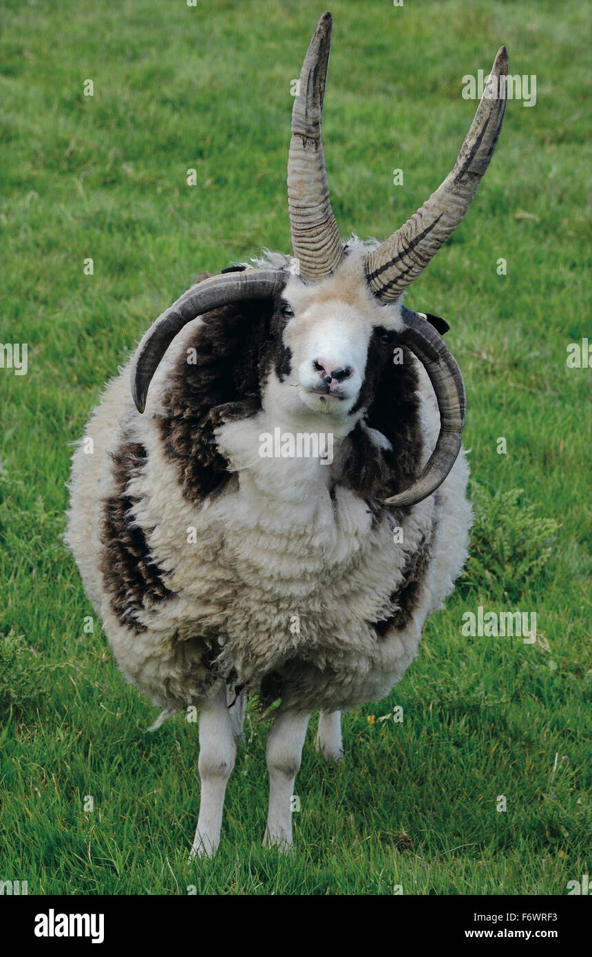 Las ovejas de Jacob, las Islas Orkney, Escocia, Gran Bretaña Foto de stock