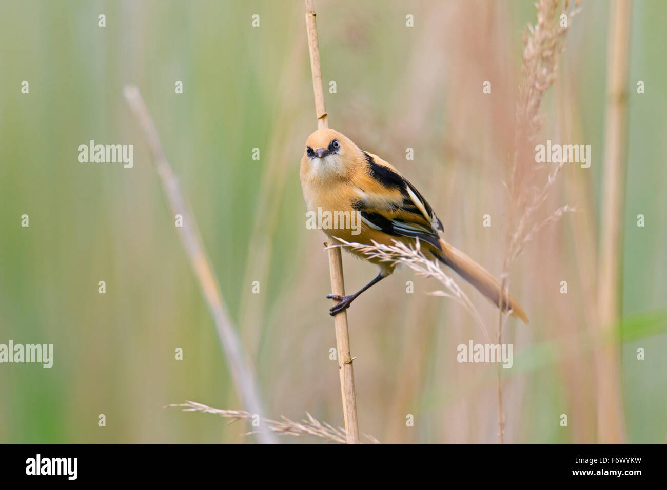 / Reedling barbudo barbudo (Panurus biarmicus Tit) menores de aferrarse